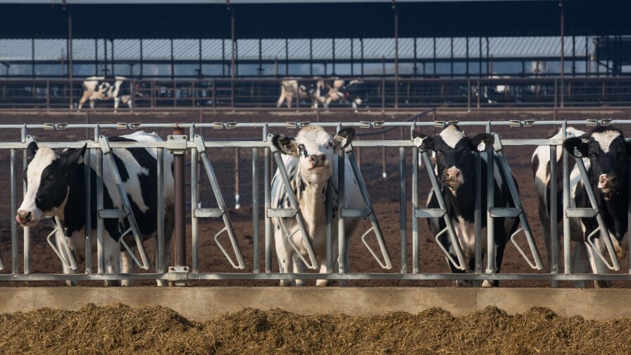 A herd of cattle feed on a mix of alfalfa and hay in Riverdale, California.