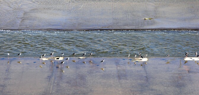 Los Angeles River - Shore Birds