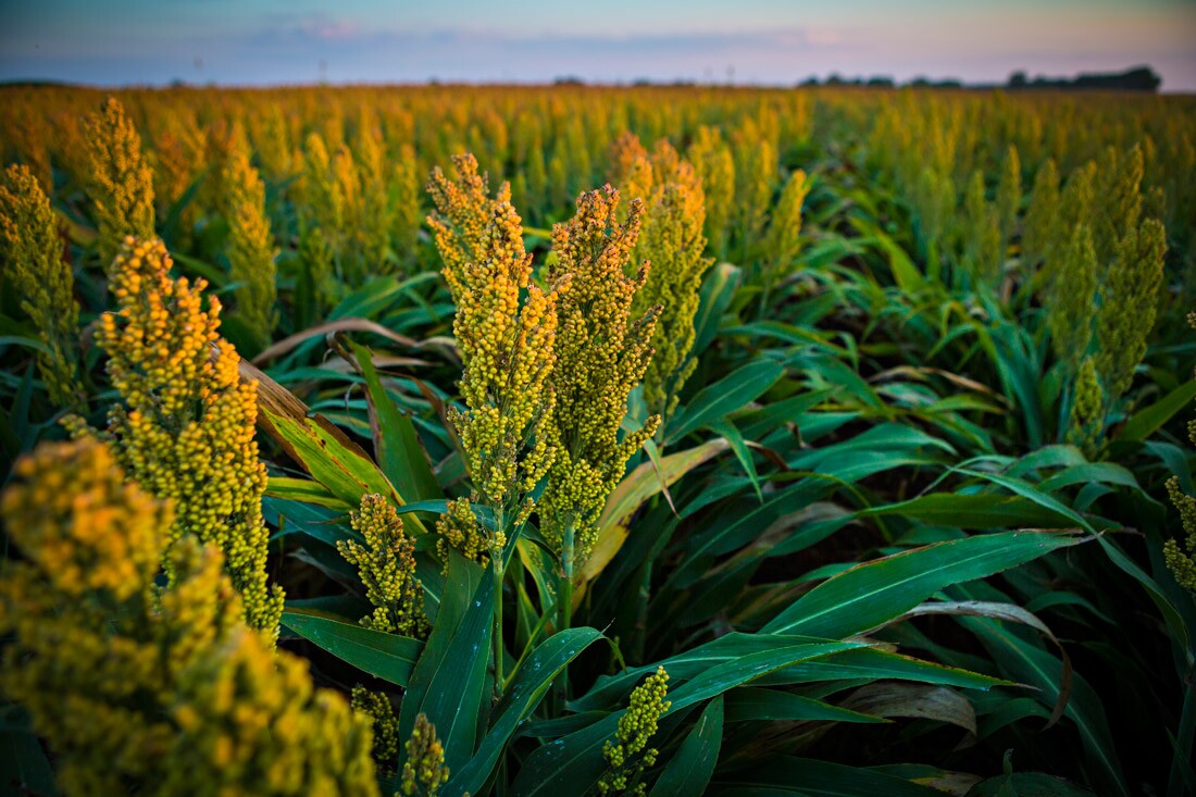 Millet