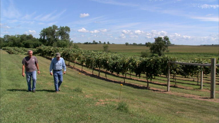 Iowa Farmer Turns Cornfields into Vineyards