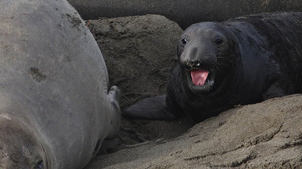 An elephant seal pup squawks. | Photo: Zach Behrens/KCET