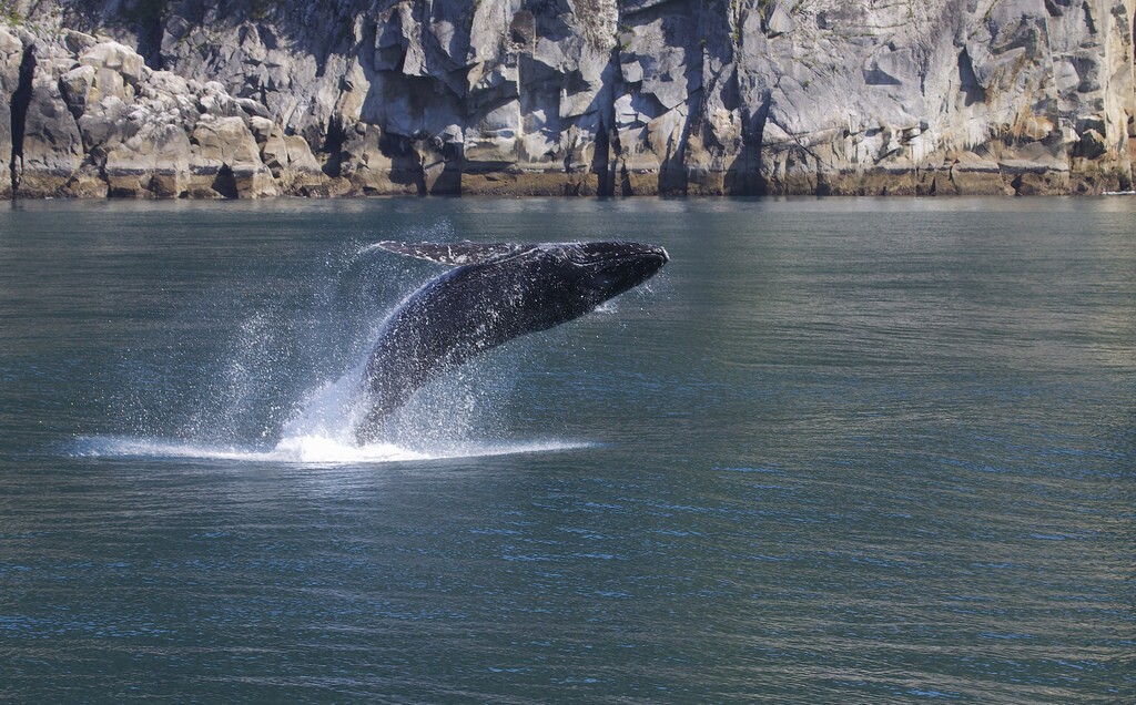 humpback-breaching-7-18-16.jpg