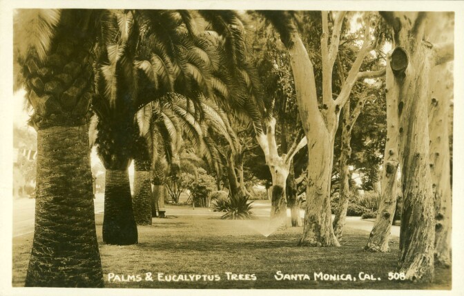 Eucalypti and palms in Santa Monica's Palisades Park. Courtesy of the Postcards of California, Oregon, and Washington Collection, Bancroft Library, UC Berkeley.