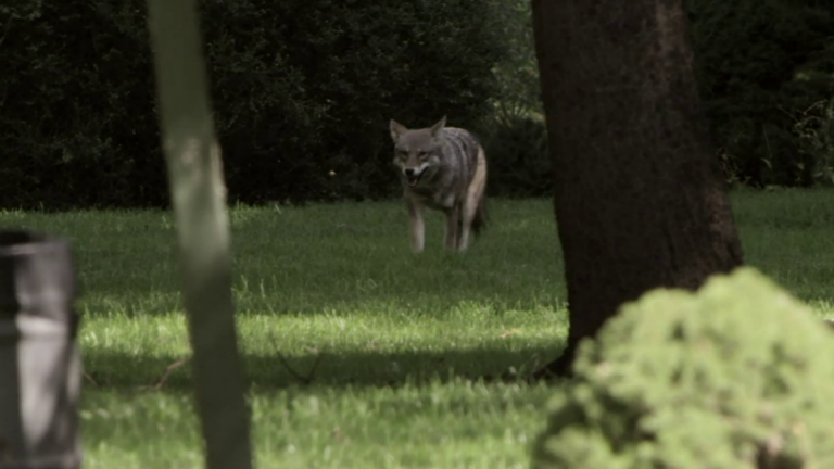 5/14: Skelos Resigns, Coyotes, Prison Nurseries, Millay