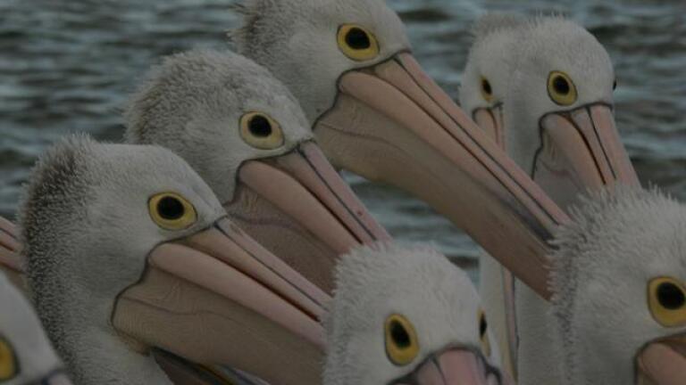 Outback Pelicans