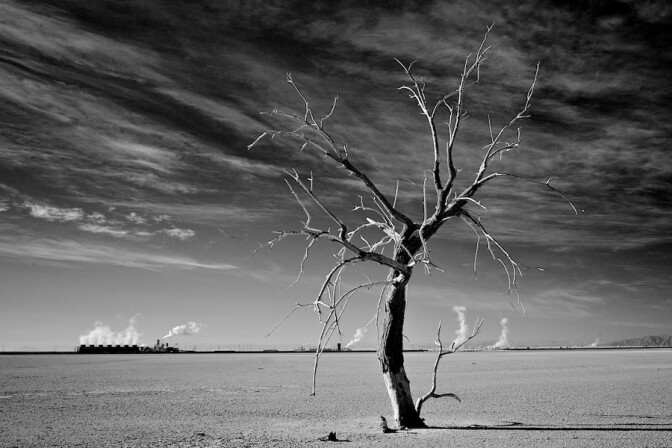 "Dead Tree, Nests & Thermal Plants," infrared exposure. Salton Sea, CA. 2014. | Photo: Osceola Refetoff.