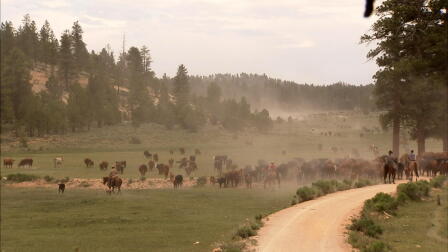 Utah Cattle Drive