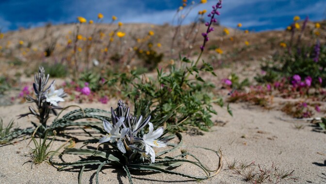 Anza Borrego