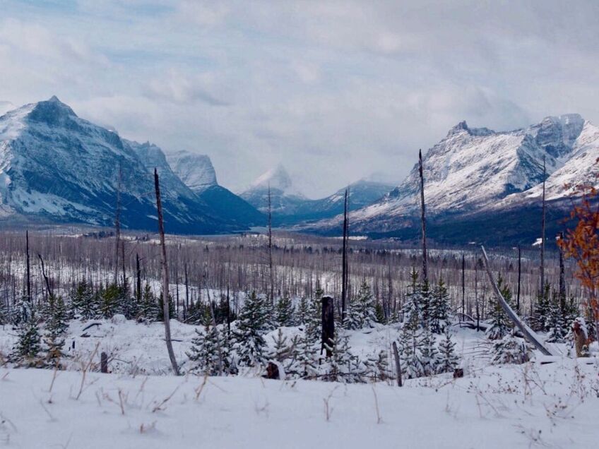 A scenic landscape captures snow-capped mountains in the background, partially shrouded in overcast. In the foreground is open land dotted with tree trunks without any leaves on them.