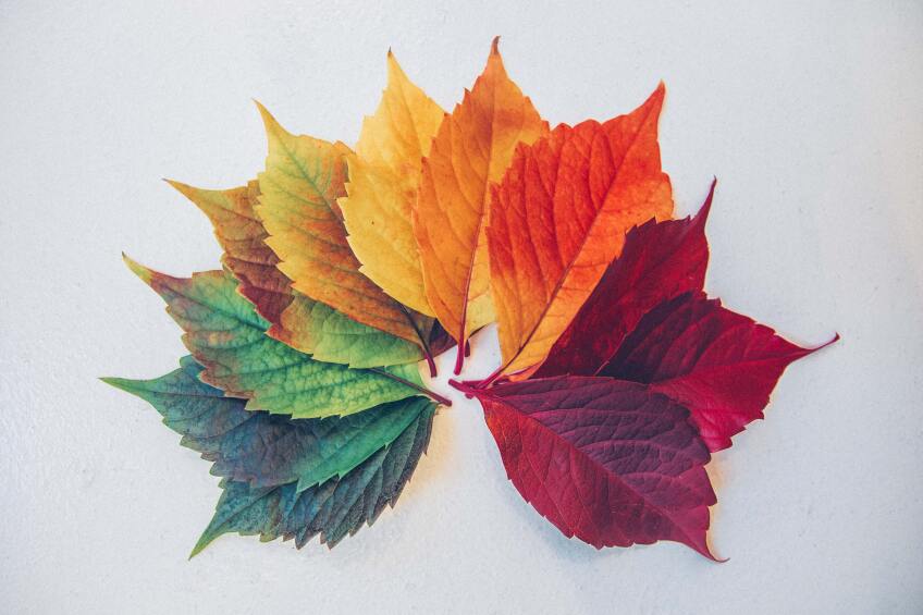 Maple leaf changing colors