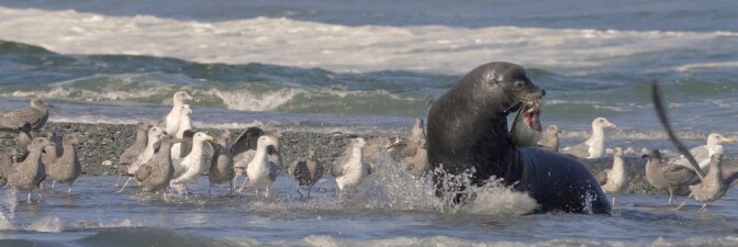 Sea Lion Feeding on Salmon with Onlooking Seagulls | Still from Tending Nature