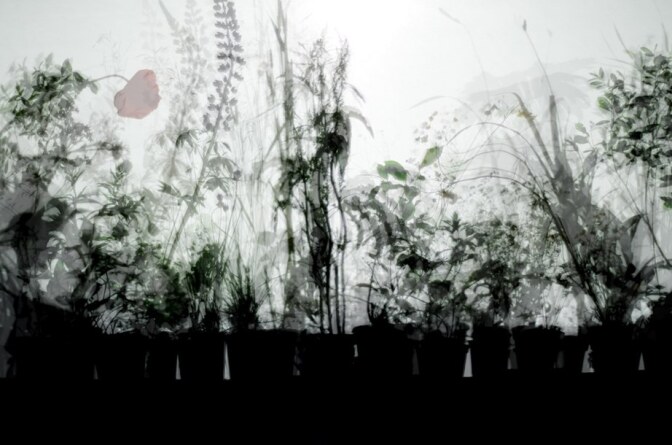 final_plant_shadow_for_slide_web.jpg
