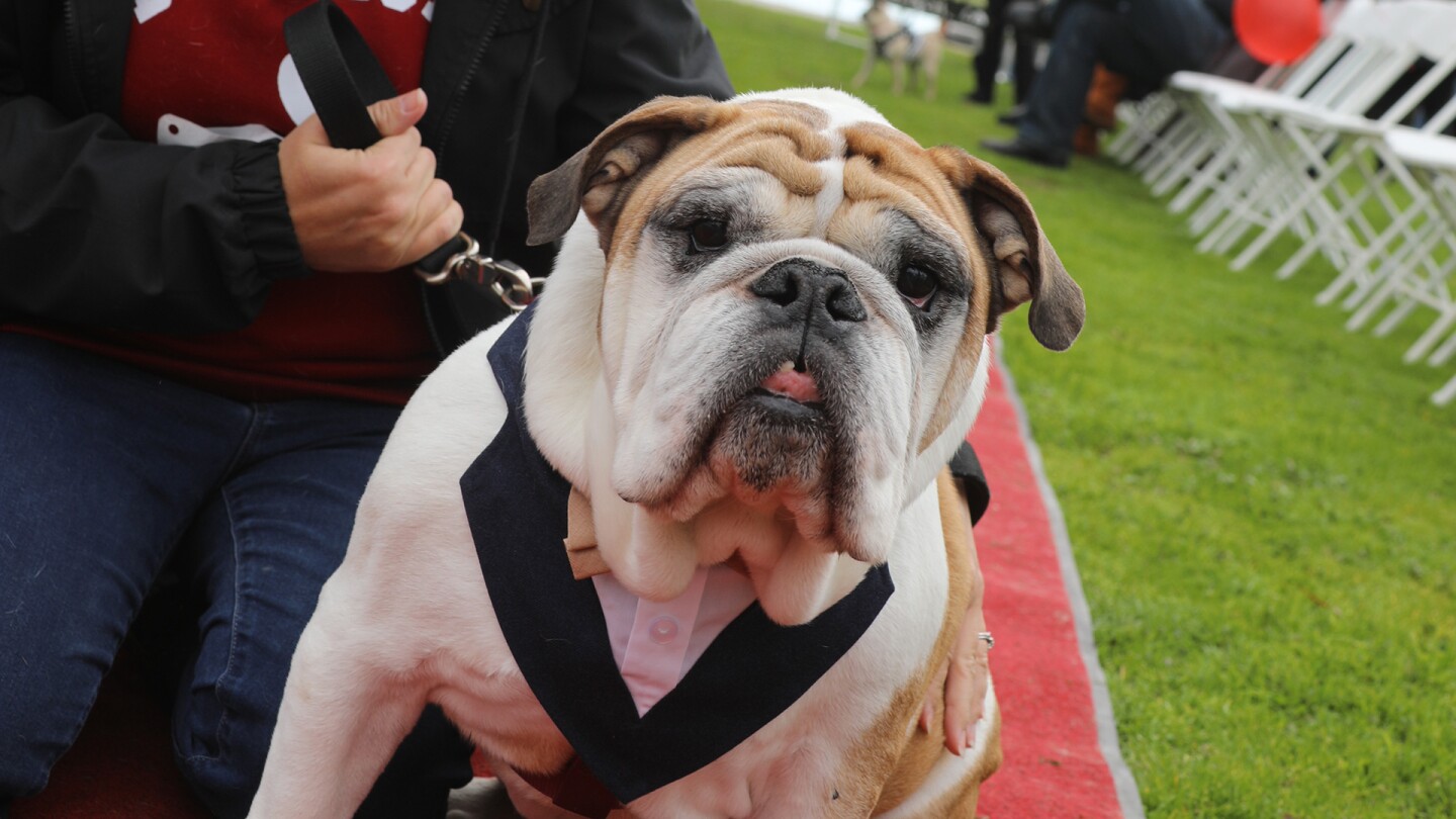 A bulldog poses for a photo.