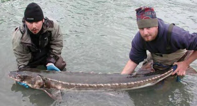 green-sturgeon-7-15-15-thumb-630x340-95287