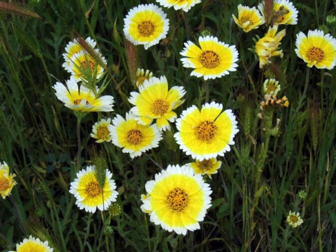 Carrizo Plain superbloom