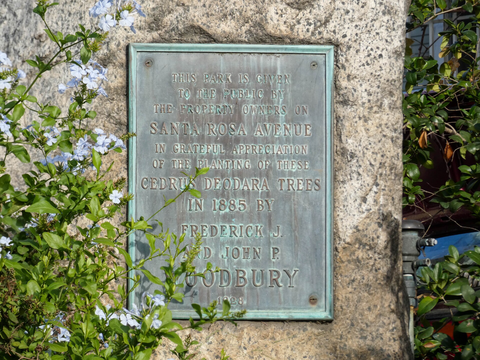 An oxidated plaque reads, "This park is given to the public by the property owners on Santa Rosa Avenue in grateful appreciation of the planting of these cedrus deodara trees in 1885 by Frederick J. and John P. Woodbury." The plaque is fixed onto a stone wall. A floral bush is to the left of the plaque.