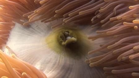 Pemba's Reef Splendor