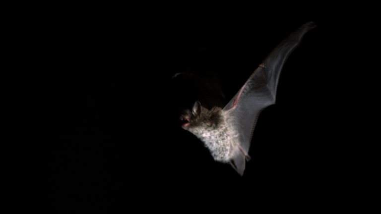 A bat night flight over the Shannon