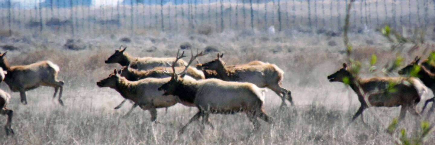 elk