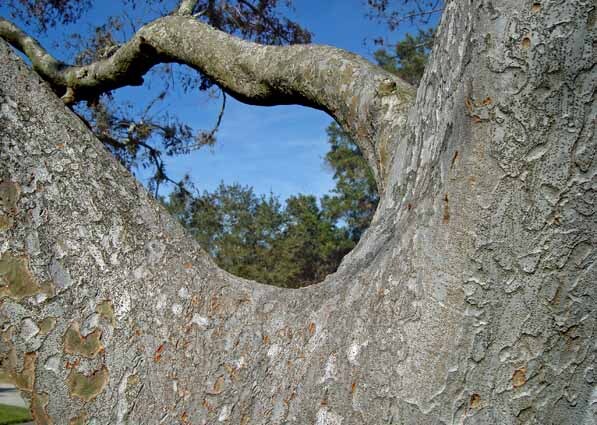 The Elm