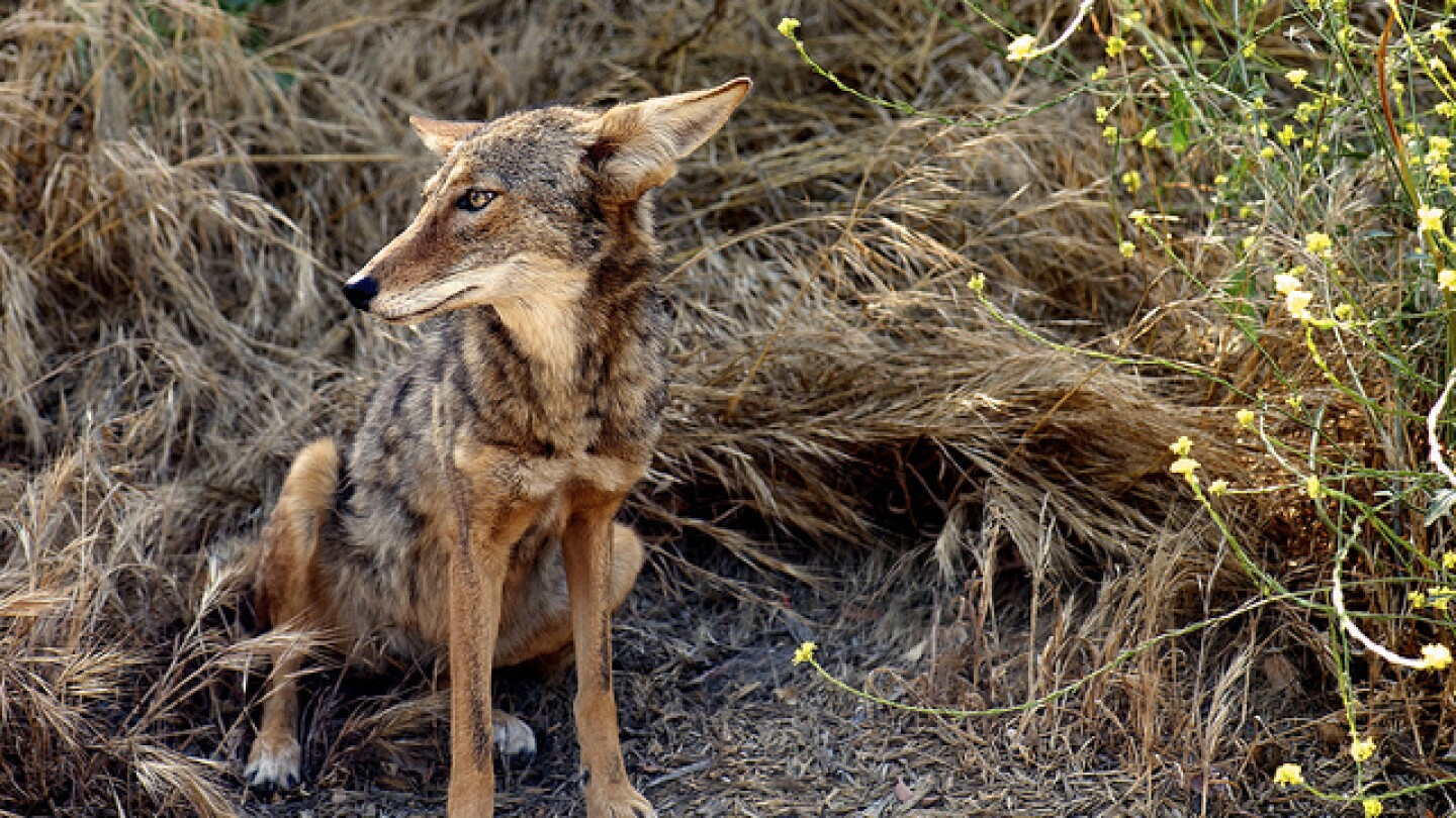 coyote-live-tar-pits-5-116.jpg