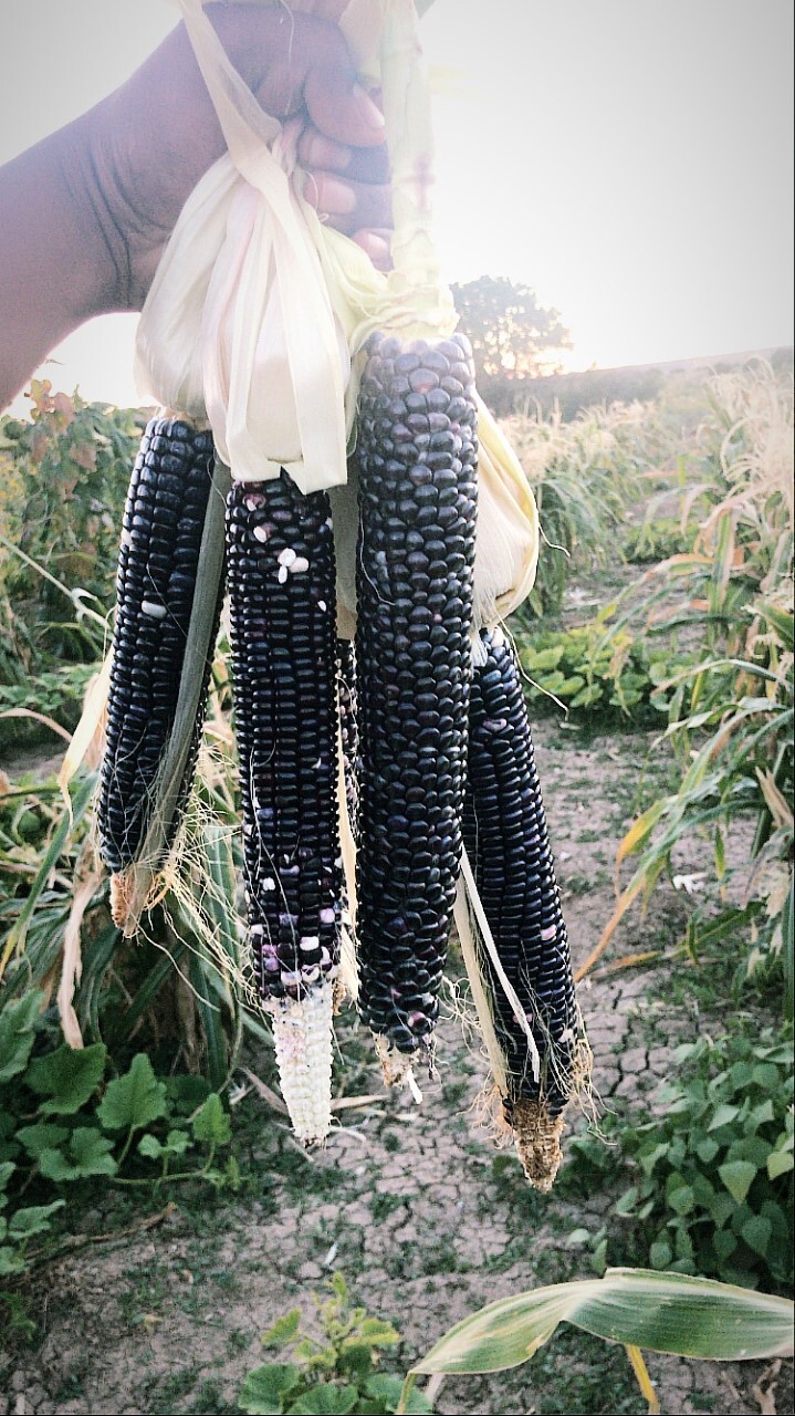 Fresh blue corn held in the field.
