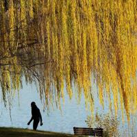 How climate change is making fall foliage less colorful