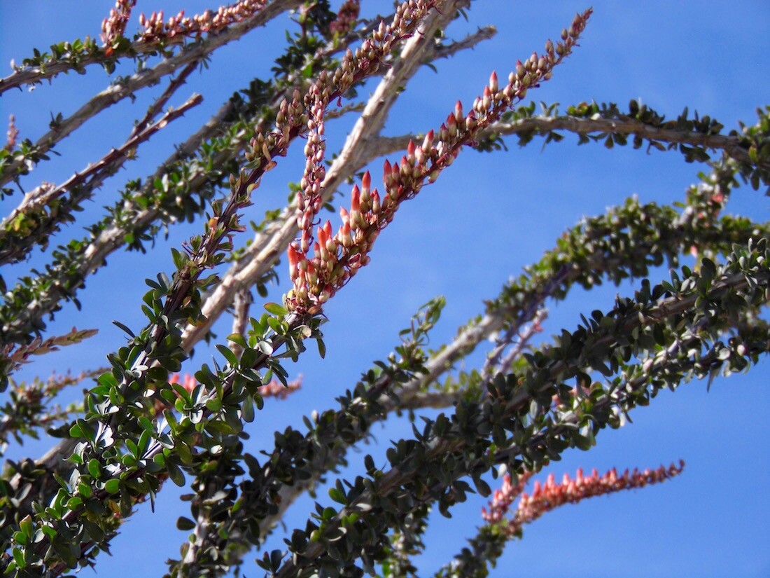 Ocotillo