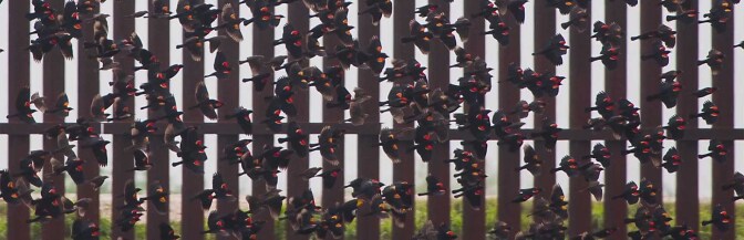 redwings-border-wall-7-20-16.jpg
