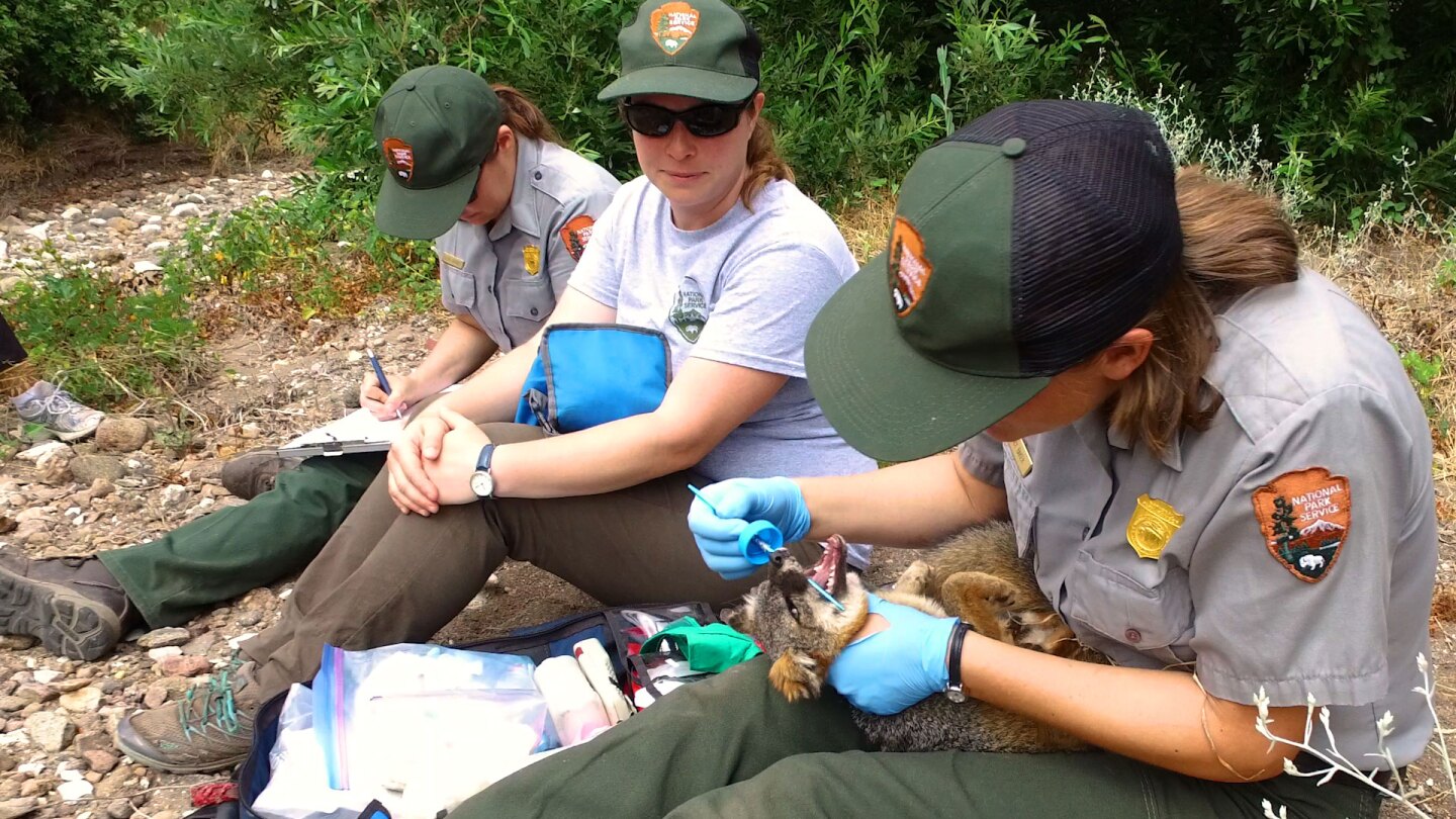 Park Service workers taking care of a Channel Island fox
