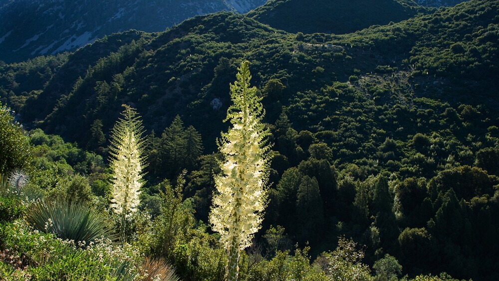 Spanish Bayonet (Chaparral Yucca; Hesperoyucca whipplei) in full flower before the steep and rugged forested slopes of the Cucamonga Wilderness. | Photo: Michael E. Gordon