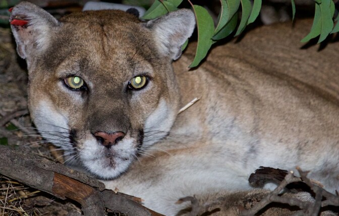 puma-22-nps-3-10-16crop.jpg