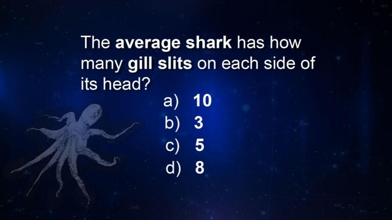 Matter of Fact: Shark Gills