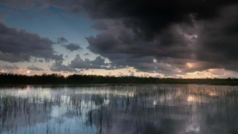 The Swamp: Trailer