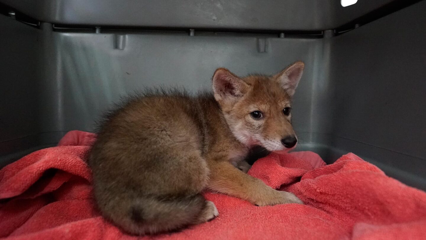 coyote pup