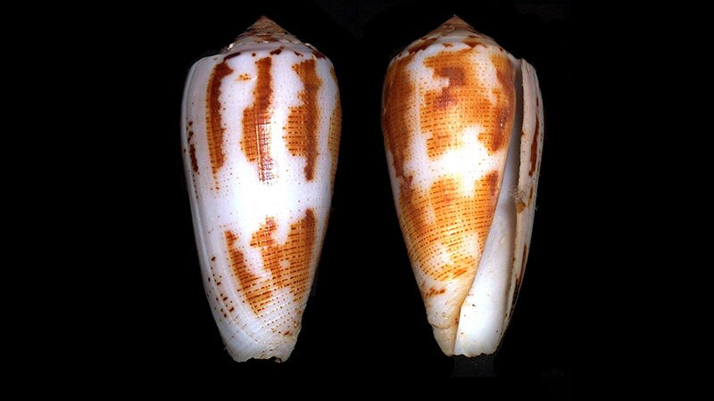 The cone snail: beautiful, deadly, and a godsend for people in extreme pain | Photo: Richard Parker, some rights reserved