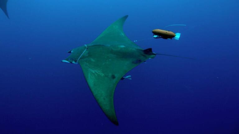 Wrangling Rays to Solve a Scientific Mystery