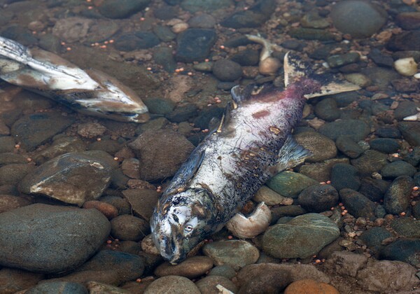 salmon-12-04-13-thumb-600x420-65093