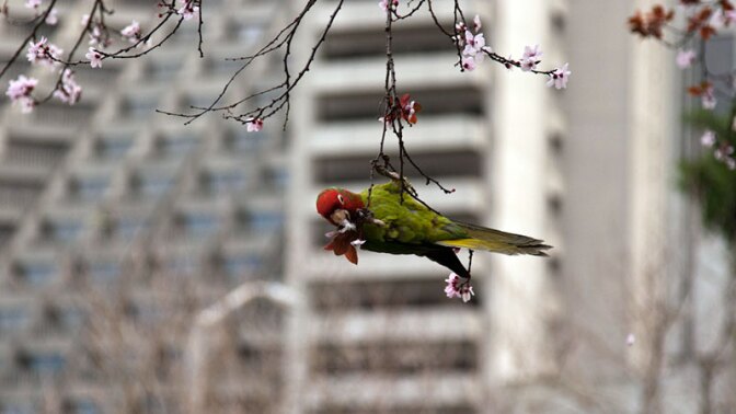 When purple-leaved plums flower in SF's Embarcadero in February, the conures make short work of the blossoms. | Photo: Chris, some rights reserved