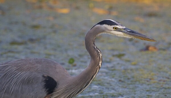 great-blue-heron-7-19-13-thumb-600x343-55802