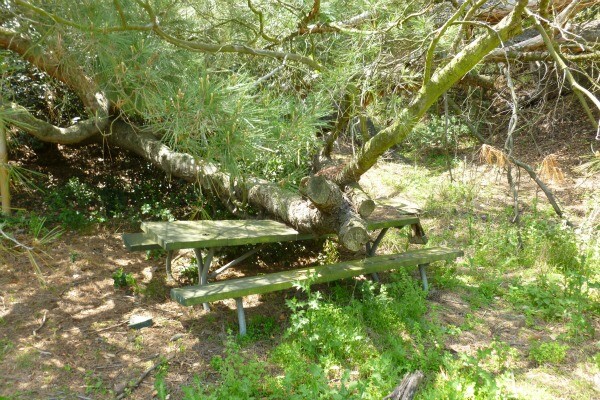 The haunted picnic table