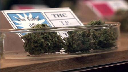 High hopes for a budding cannabis industry