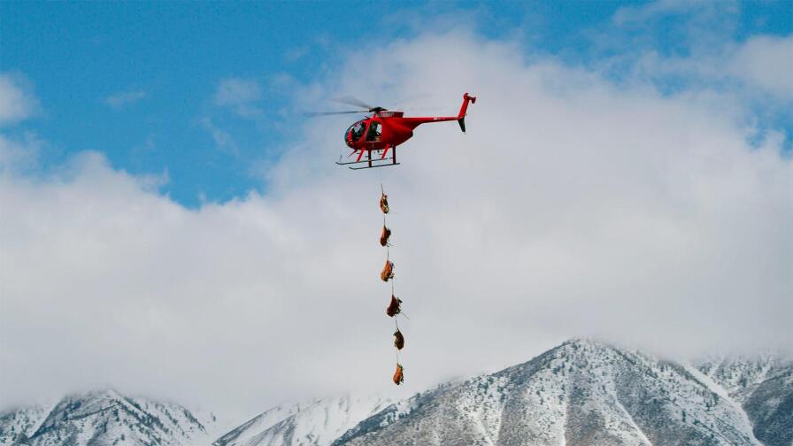 Bighorn Sheep Relocation