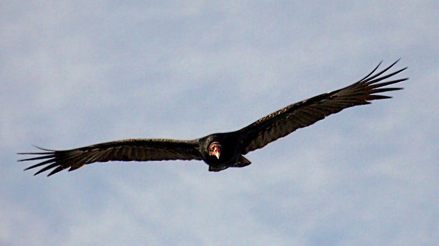 turkey-vulture-2-24-15-thumb-630x353-88535