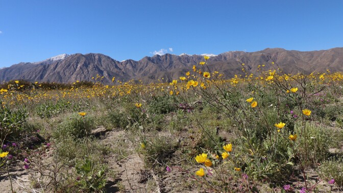 Anza Borrego