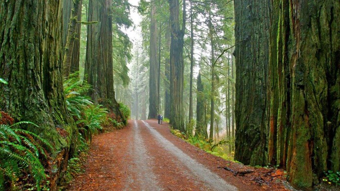 courtesy of jedediah smith redwoods state park