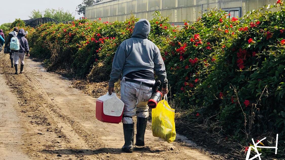 A farmworker ending the day | Amadeo Sumano