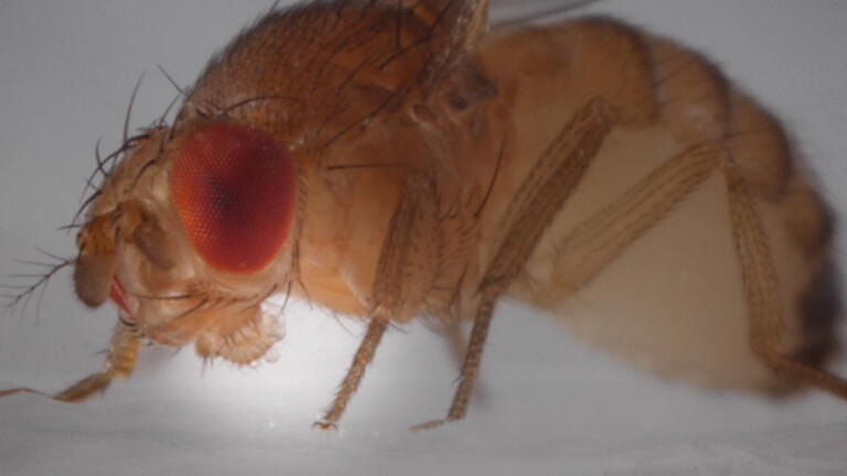Body Snatchers! Four of Nature’s Freakiest Parasites