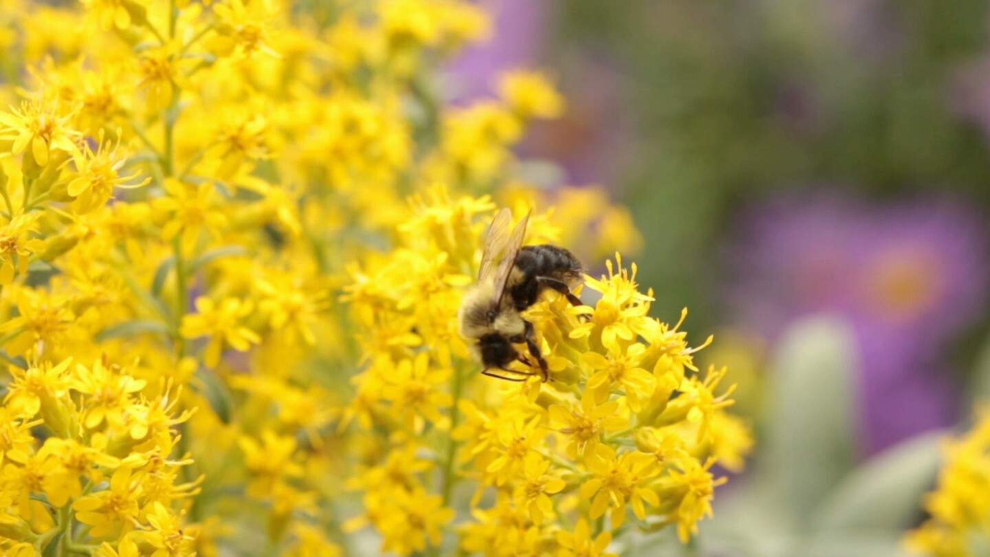 Bee and flowers
