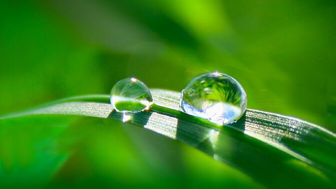 Two droplets of water rest on a blade of grass. | From "H2O: The Molecule That Made Us Flow - Flow"